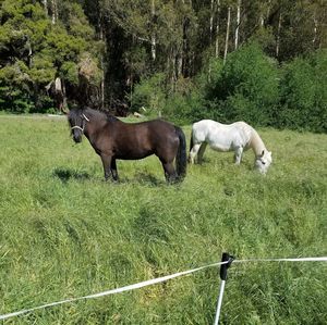 Meet your Posher, Pam